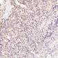 Anti-GSK3 beta Rabbit Monoclonal Antibody